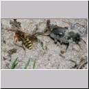 Andrena vaga - Weiden-Sandbiene -14- 02.jpg